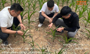 防汛抗旱系列之一|平安产险科技赋能防汛抗旱，筑牢灾害保障网